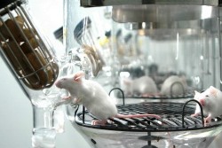 Request for toxicology quotation
